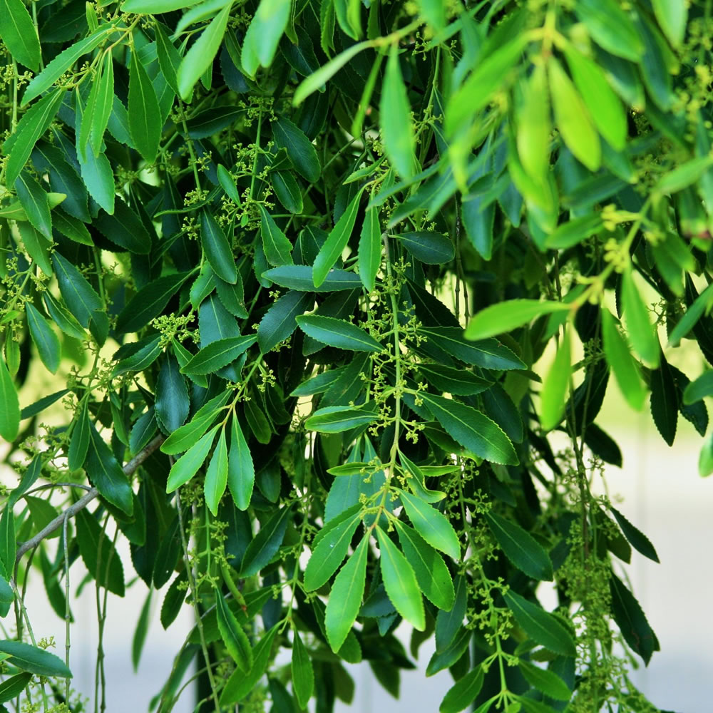 Family-Celastraceae-herb-Bushmans-tea-Boesmanstee-umhlwazi-iqgwaka-khat-order-buy