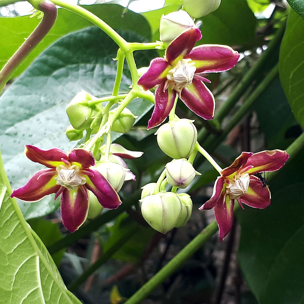 Family-Hypoxidaceae-herb-Mondia-whitei-uMondi-White-ginger-order-buy