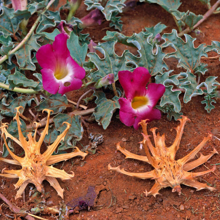Harpagophytum procumbens/Devil’s Claw Intelezi Herbs