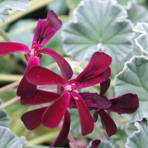 Pelargonium sidoides/umckaloabo/khoara