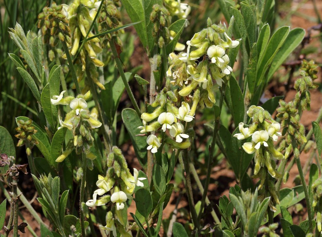 Eriosema kraussianum with pale green flowers used as a natural remedy for male erectile dysfunction and low libido.