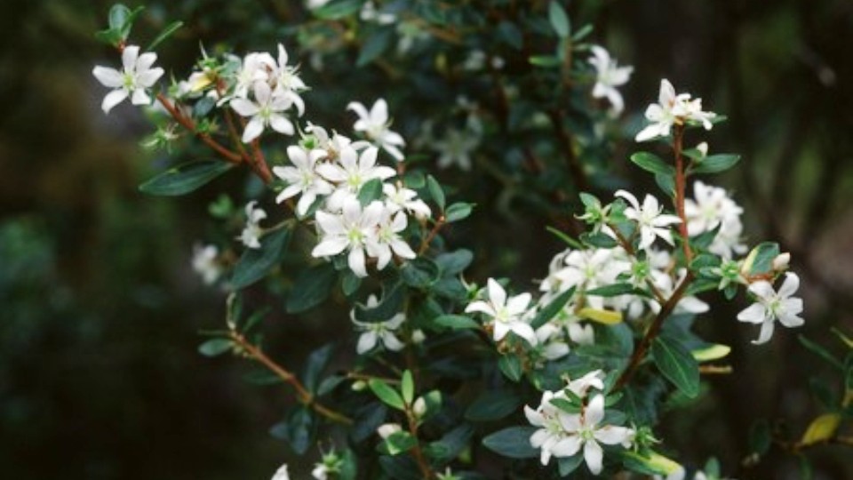 Agathosma betulina plant with pale flowers used for urinary tract infections and kidney health.