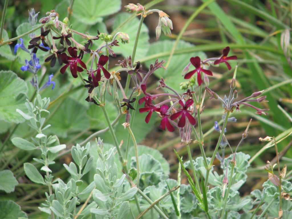 Pelargonium sidiodes plant with maroon flowers used as a natural respiratory remedy for lungs.