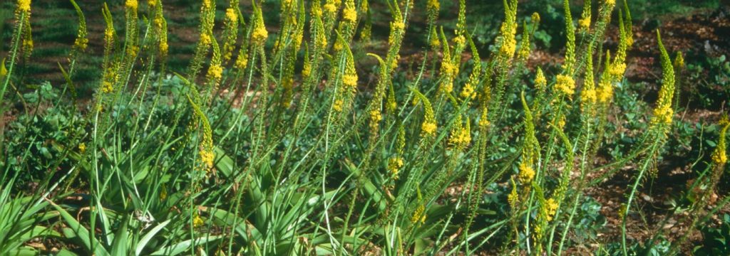 Bulbine natalensis plant with yellow flowers used as testosterone booster and body building.